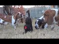 Basset Hounds VS The Scary Halloween Cat Very Funny!