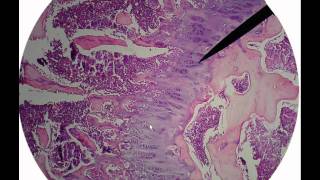 Bone tissue histology.avi