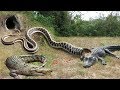 Crocodile vs Big Python Snake Real Fight | Snake attack Crocodile Lion cheetah - Wild Animal Attacks