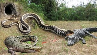 Crocodile vs Big Python Snake Real Fight | Snake attack Crocodile Lion cheetah - Wild Animal Attacks by SKY Animal 3,454,325 views 5 years ago 10 minutes, 14 seconds