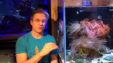 Bubble Tip Anemones - What you need to know