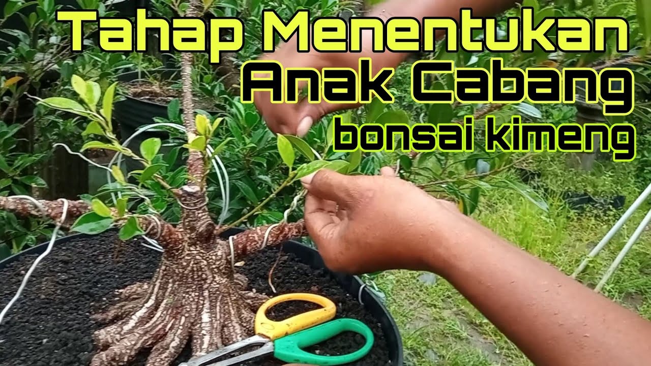 Menentukan Anak Cabang Bonsai Kimeng