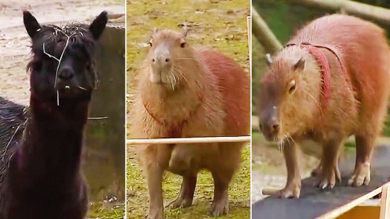 Ozzy Man Reviews: Capybara Agility Course