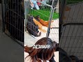 もしもの時あなたならどうする? #保護犬 #ダックス #ダックスフンド #ダックス多頭飼い
