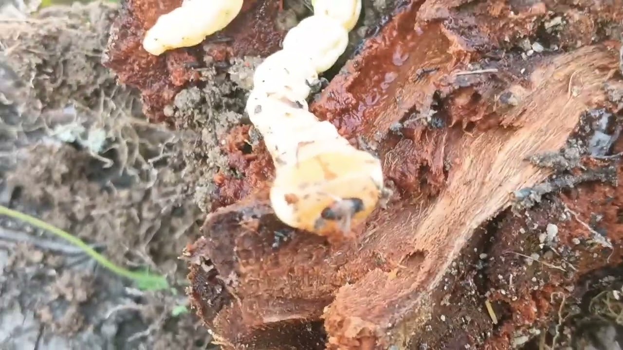 ⚠️ LARVA DE GUSANO,DEL ESCARABAJO CABEZUDO.⚠️⚠️🌳🌳