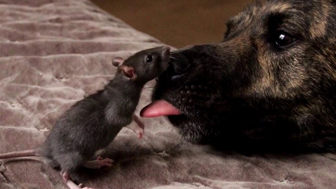 Dog and Rat Best Friends Pictures YouTube