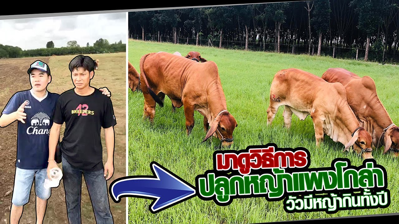 มาดูวิธีการปลูกหญ้าแพงโกล่ากันครับ