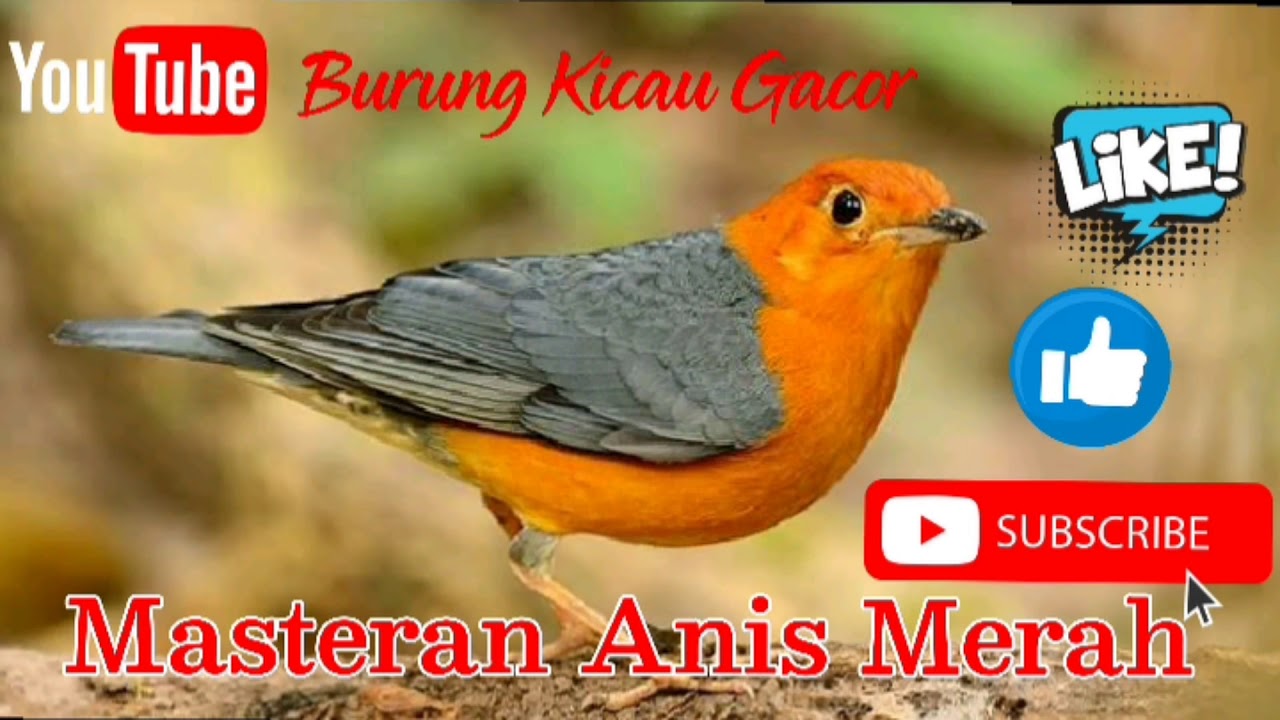 Masteran Burung Anis Merah Gacor Full Isian dan Durasi Panjang 