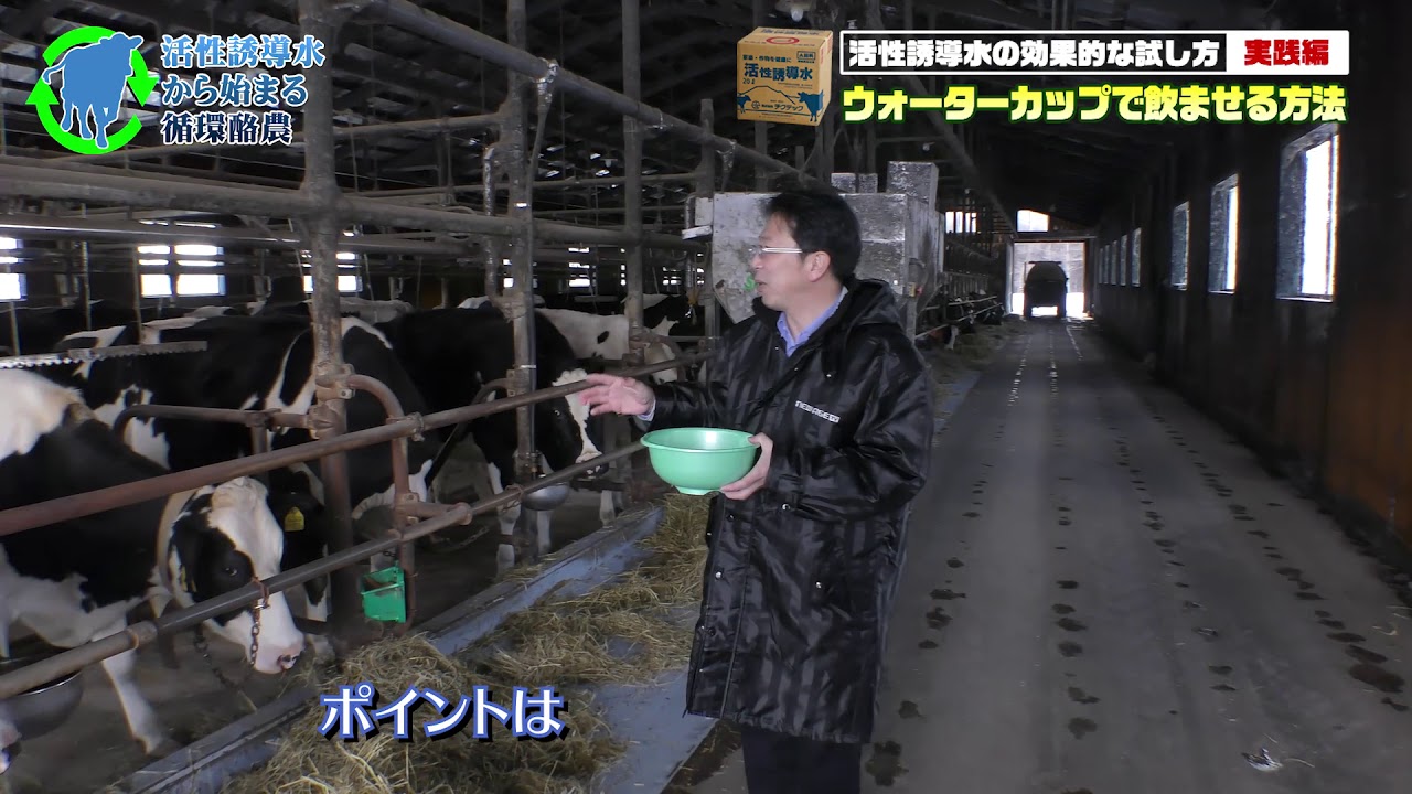 活性誘導水をウォーターカップで簡単に牛に飲ませる方法 - YouTube