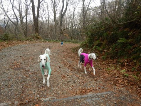 １１月のカサカサ落ち葉の森さんぽ🍂🐾（Saluki）