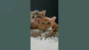 Как отучить кота лазить по шторам