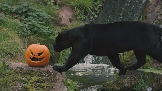Pumpkin treats spook jaguar, bear and other zoo animals