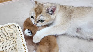 Baby kittens try to climb out of the nest to find mom cat , so cute...