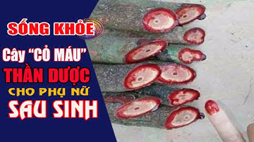 [Sống Khỏe] Cây Cỏ Máu - Thần Dược Cho Sản Phụ, Bài Thuốc Của Người Vùng Cao Minh Hóa, Quảng Bình