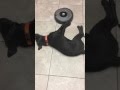 Lazy dog and Roomba