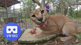 Big Cat Feeding Time In VR180 3D! Big Cat Feeding Time In VR180 3D!