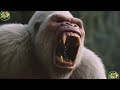 Simba, Shere Khan & Rago vs Venom Lion | The Friend from the Sky