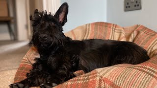 Scottish Terrier Rory: Bedtime laser zoomies
