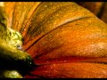 Life Cycle of a Pumpkin!