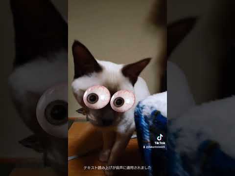ココちんもエフェクト遊び #猫 #tiktok #cat #トンキニーズ #shorts