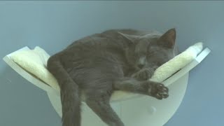 Purina pet food needed for animals at Lynchburg Humane Society