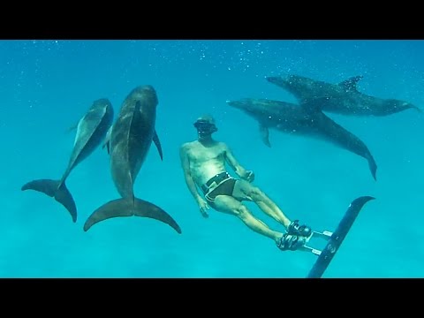 "Merman" Surprises Dolphins -Bahamas Part 3 (Ted's HoldOver)