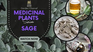 Discover The Healing Power Of Sage Medicinal Plant Profile Salvia Officinalis