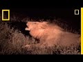 Lions: Habitat, Behavior, and Conservation