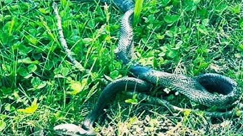 Rắn sống sót sau khi bị giật điện 12.000 volt
