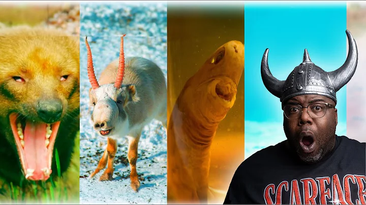 10 Animals You Definitely Forgot Existed | Casual Geographic