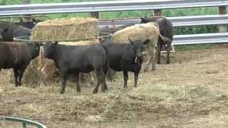 Vaccinating Cattle