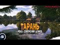 Тарань • р. Северский Донец • Русская Рыбалка 4