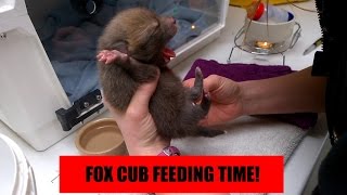 Little fox cub - feeding time!