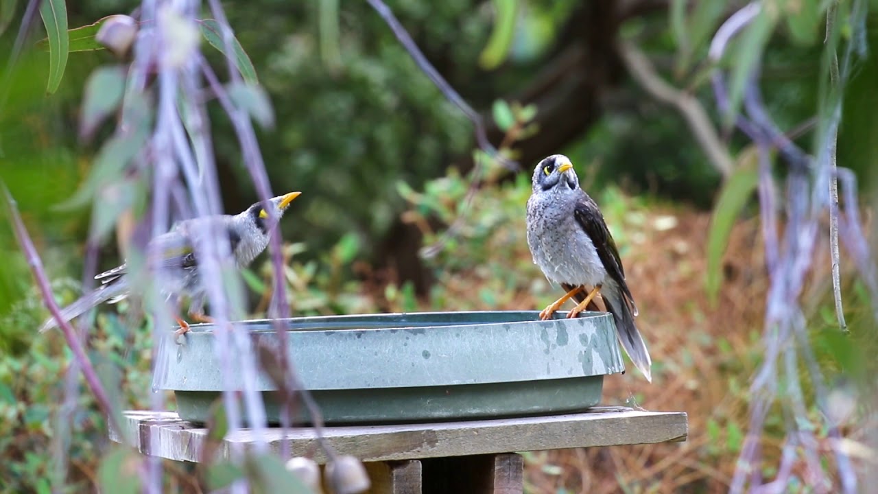 Backyard bird bath Noisy miner 