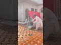 まるで魔法のような伝統工法