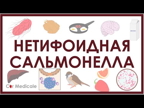 Нетифоидная сальмонелла - микробиология, патогенез, симптомы, лечение