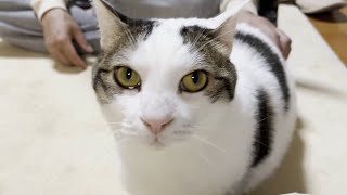 「お前、部屋から出てこなかった」と涙目でニャー！と吠える猫