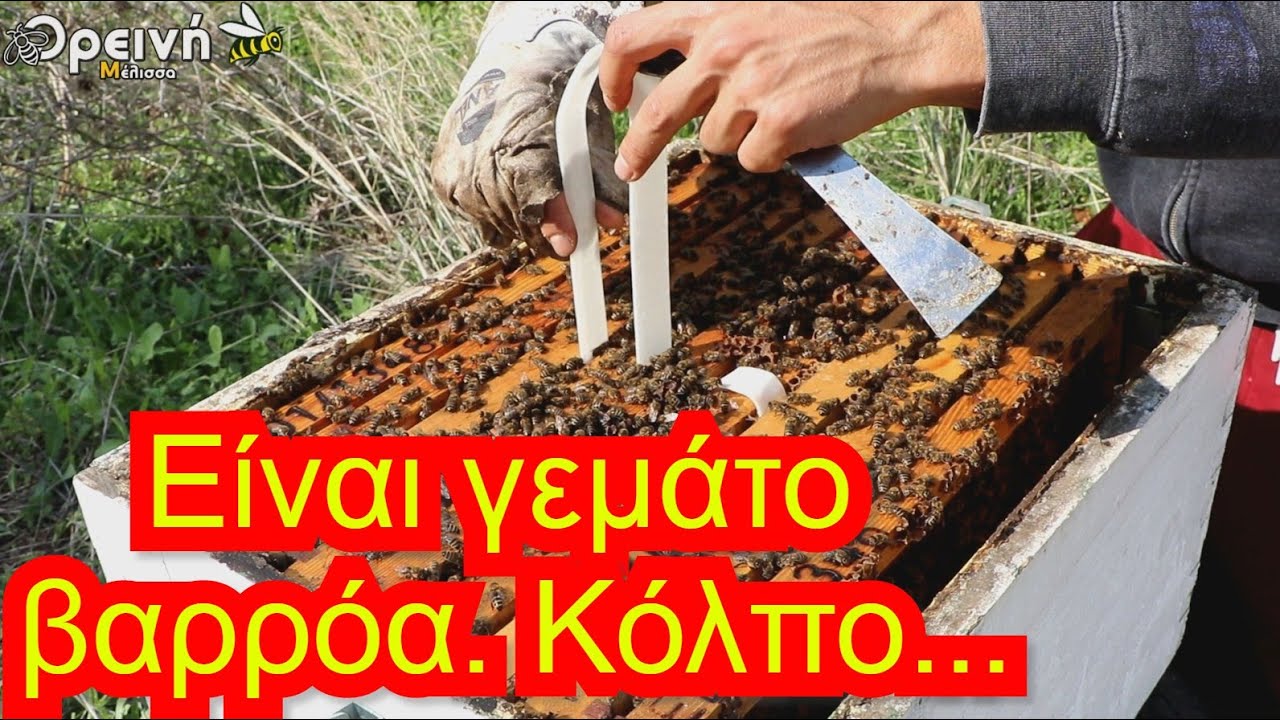 ΘΕΡΑΠΕΙΑ 🐞 βαρρόα πολύ αργά, σε φούλ ΆΡΡΩΣΤΟ μελίσσι🐝 Φθινόπωρο 🍁