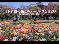 20260403山下公園の桜とチューリップ2026【４Ｋ】