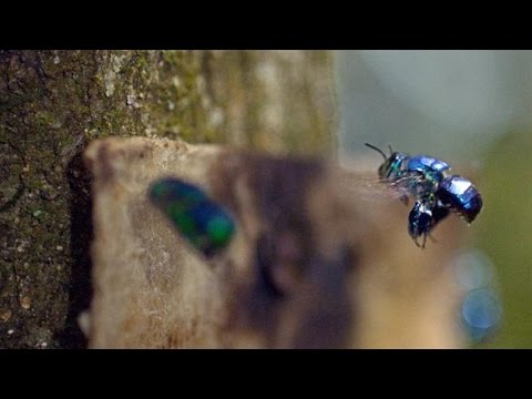 Male Orchid Bees Mix Their Own Cologne Carefully