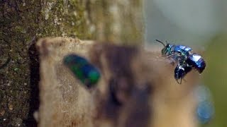 Male Orchid Bees Mix Their Own Cologne Carefully