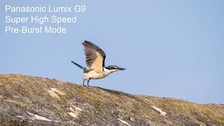 Panasonic Lumix G9: The Pre-Burst Mode For Bird Photography