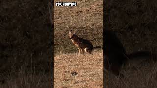 Hunting Wolf Coyote