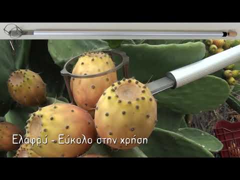 - Φραγκοσυλλέκτης -