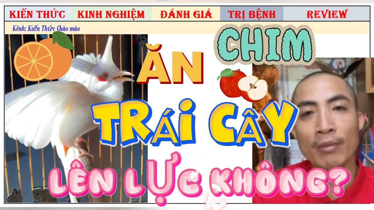 Chim Chào mào ăn Cám sẽ được nhiều Lực hơn trái cây và làm sao biết Chim đủ Lực-Lửa đi Thi?