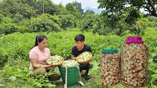 Harvest white eggplants take them to the market to sell, process & preserve | Hà Tòn Chài