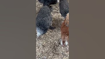 Norma Jean #shorts #normajean