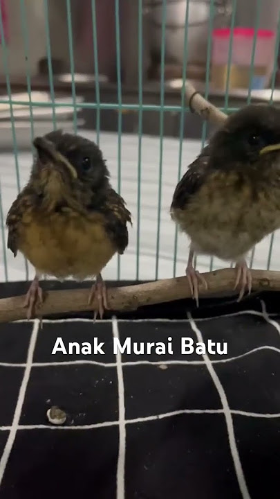 Anak Murai Batu #muraibatu #anakburung #anakanmuraibatu