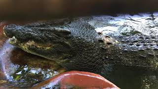 The World's Largest Crocodile Cassius in Australia's Green Island