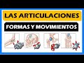 Tipos de articulación, formas y movimientos